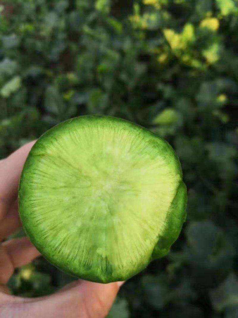 潍县水果萝卜