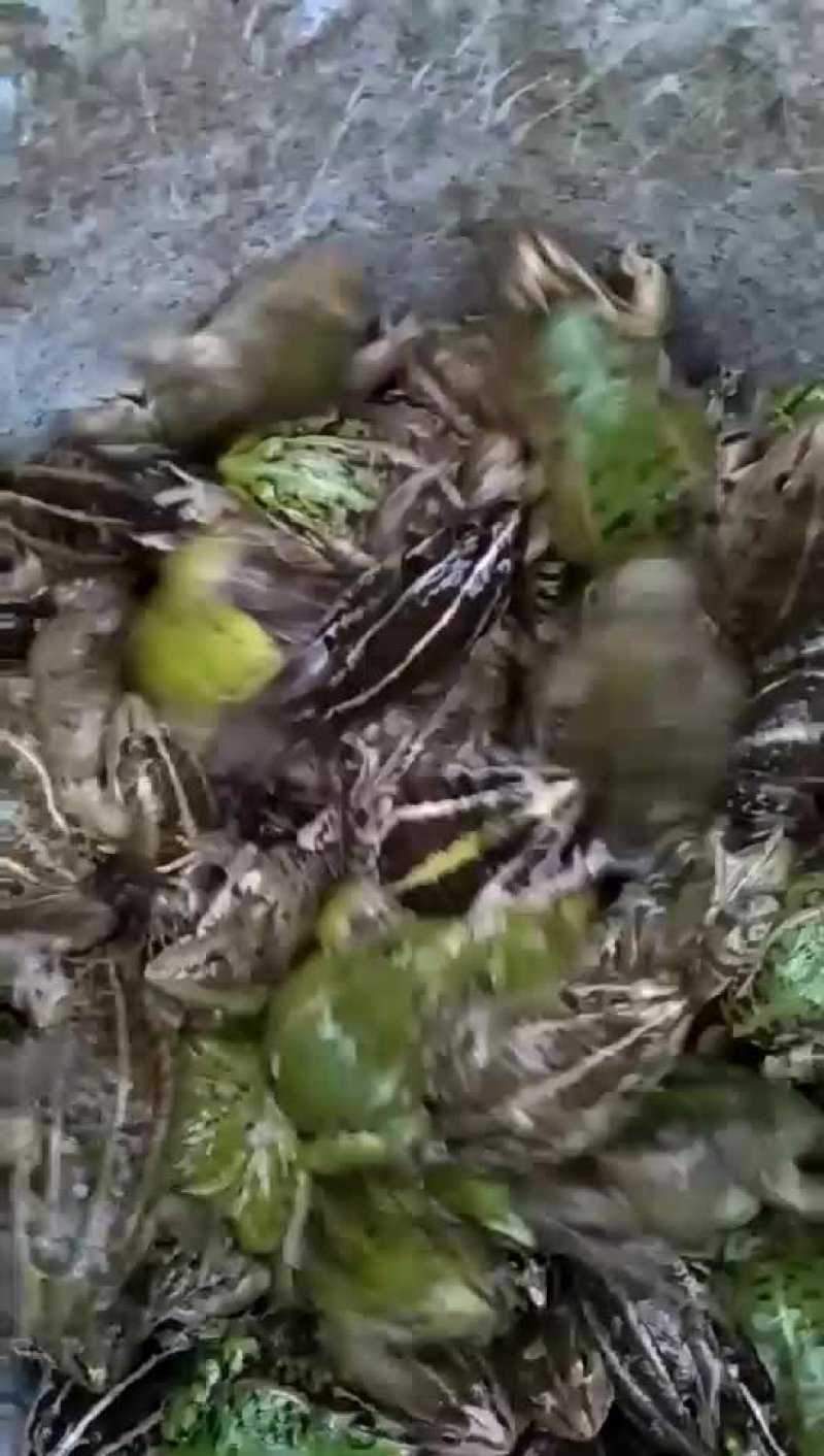 蝌蚪苗