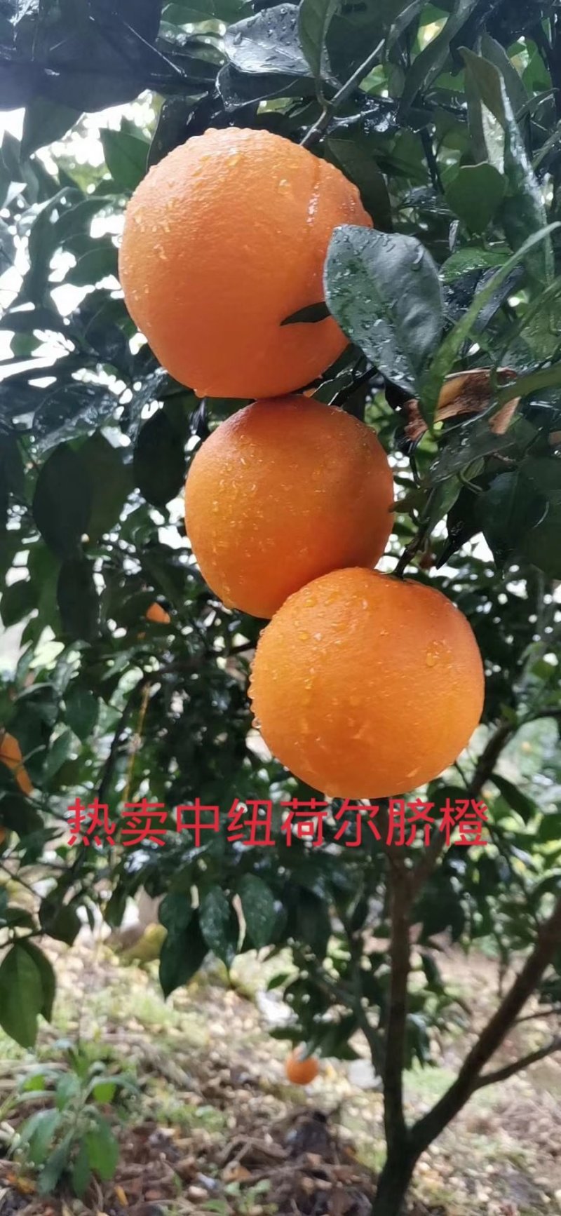 广西桂林红心橙纽荷尔脐橙65起步大量上市供应可视频看货