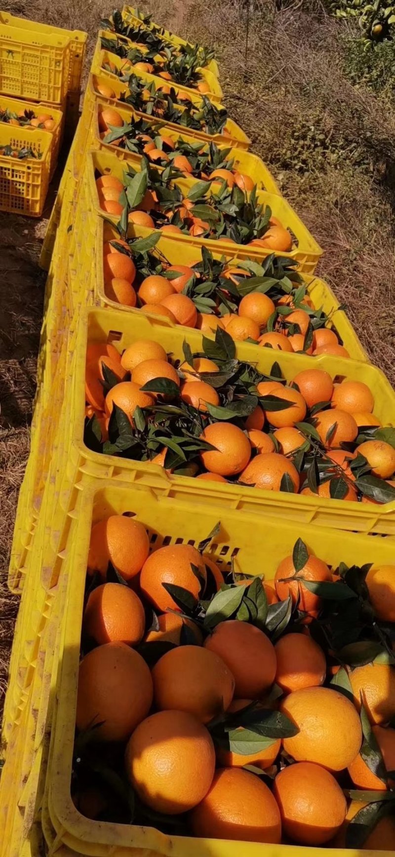 广西桂林红心橙纽荷尔脐橙65起步大量上市供应可视频看货