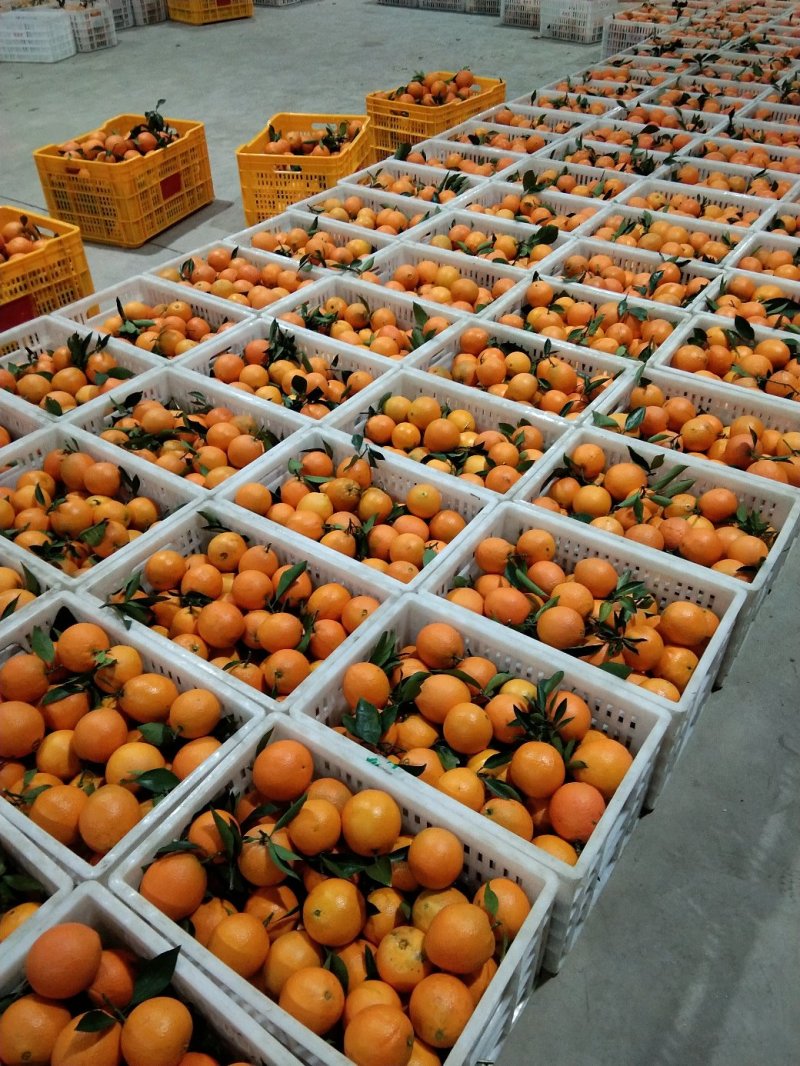 广西桂林红心橙纽荷尔脐橙65起步大量上市供应可视频看货
