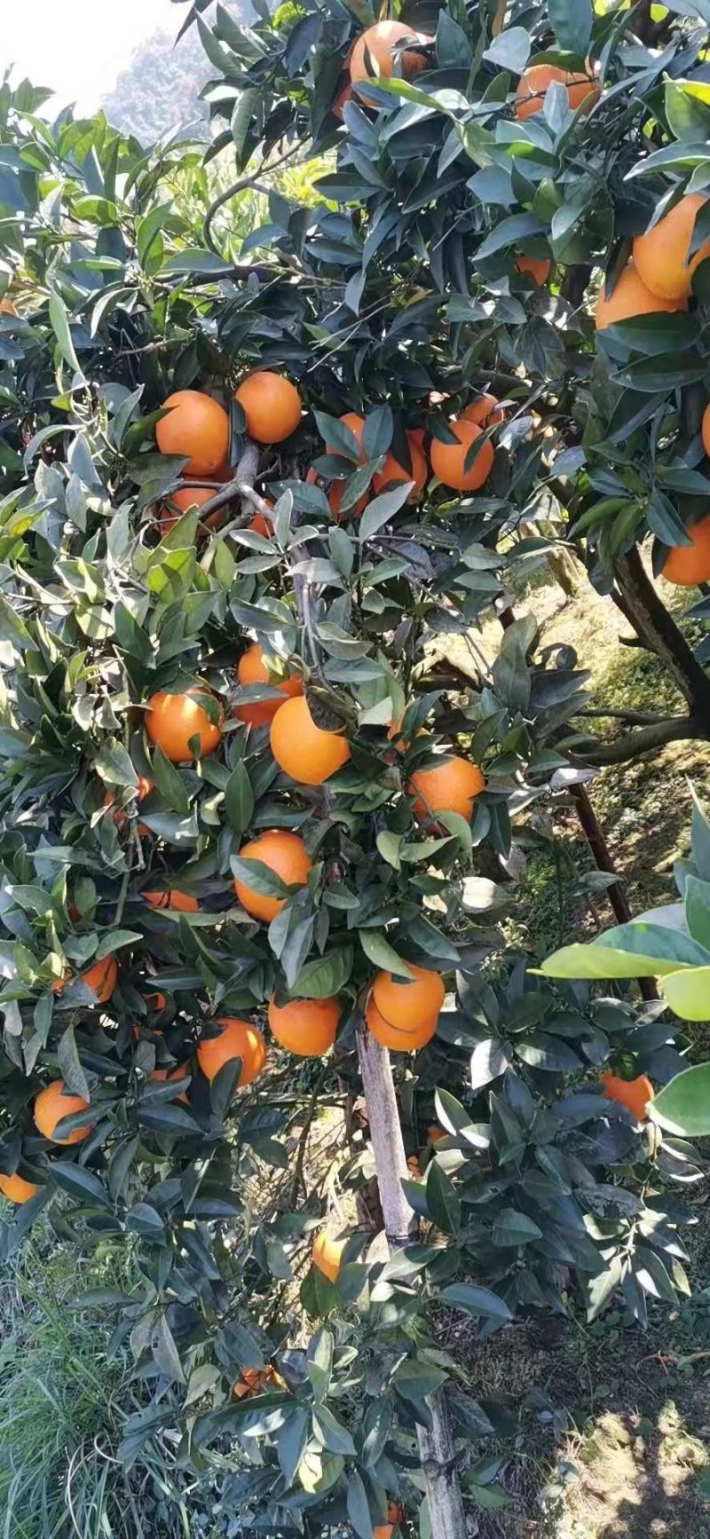 广西桂林红心橙纽荷尔脐橙65起步大量上市供应可视频看货