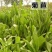菊苣种子优质高产牧草多年生四季种植将军菊苣高产量