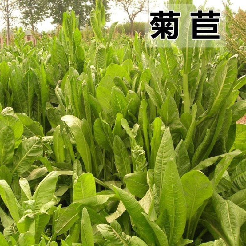 菊苣种子优质高产牧草多年生四季种植将军菊苣高产量