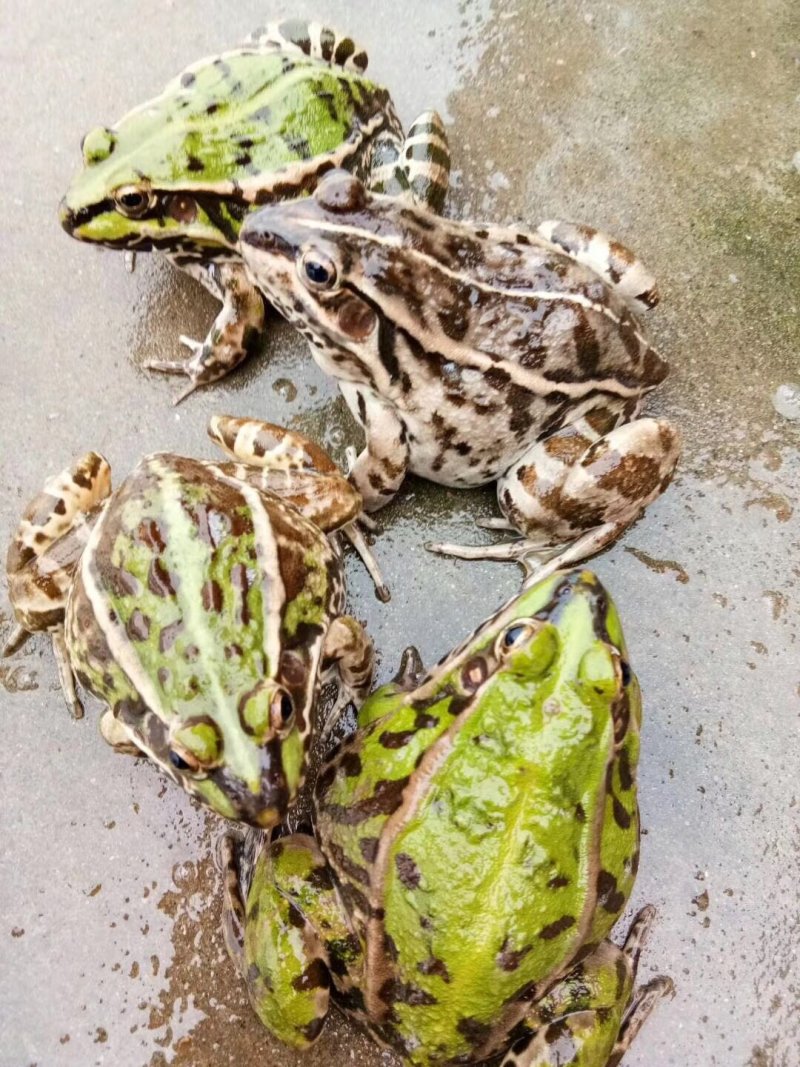 养殖虎斑蛙:香辣青蛙(蛙小弟)