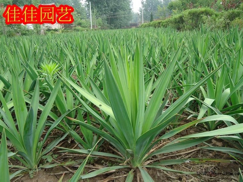 剑麻凤尾兰丝兰小苗大苗工程苗裹根土球各种规格都