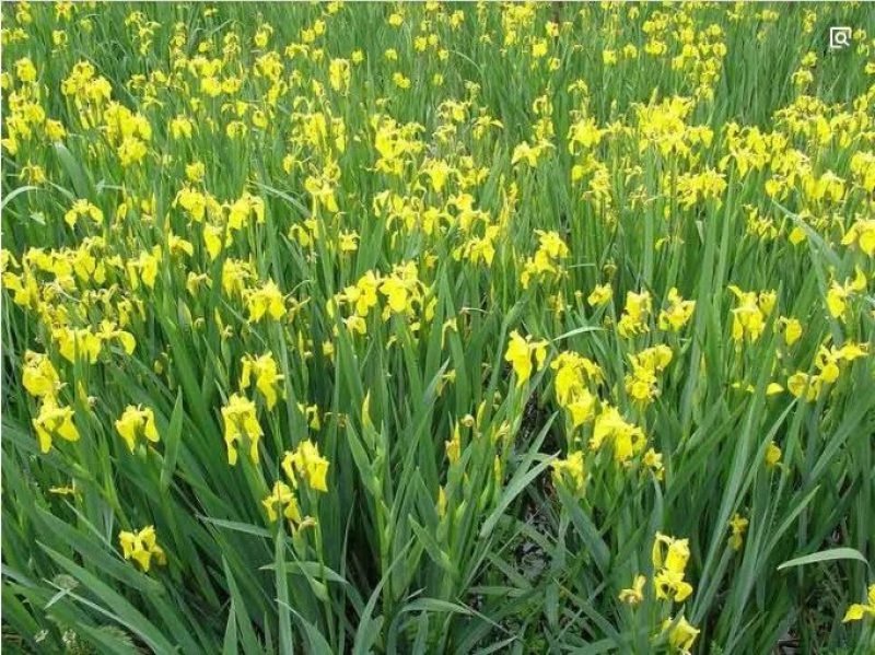 黄菖蒲水生挺水植物黄菖蒲苗黄花鸢尾水培水养花卉地栽池塘湿