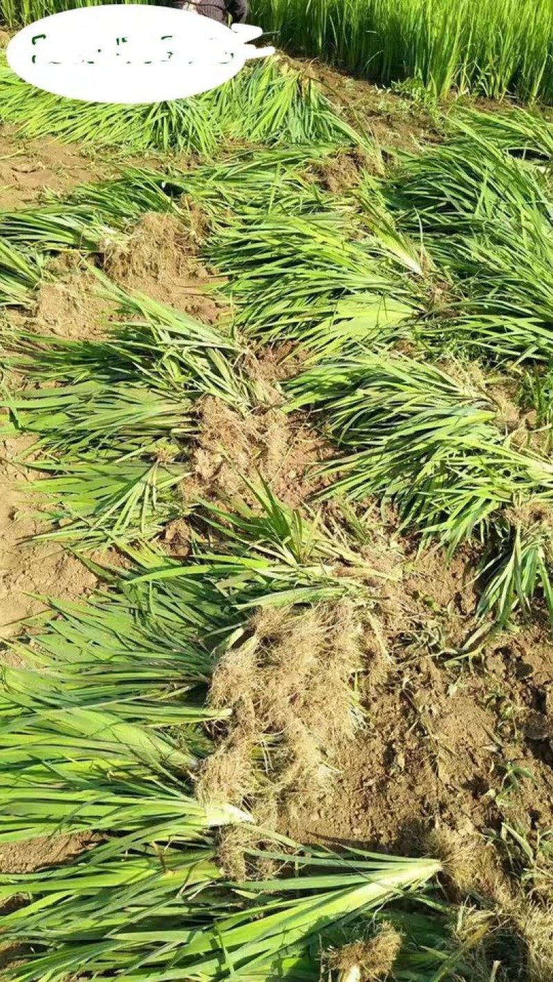 黄菖蒲水生挺水植物黄菖蒲苗黄花鸢尾水培水养花卉地栽池塘湿