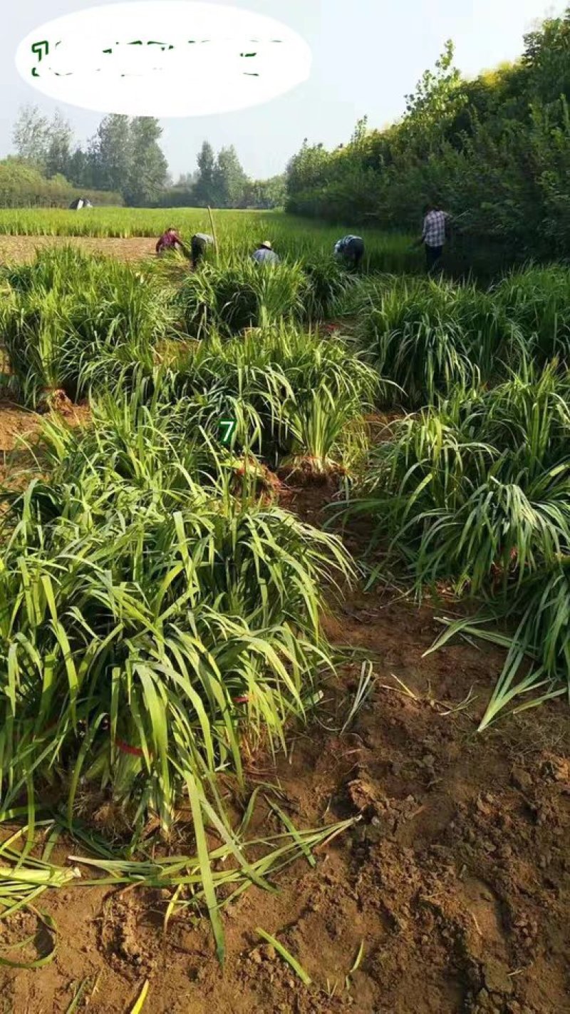 黄菖蒲水生挺水植物黄菖蒲苗黄花鸢尾水培水养花卉地栽池塘湿