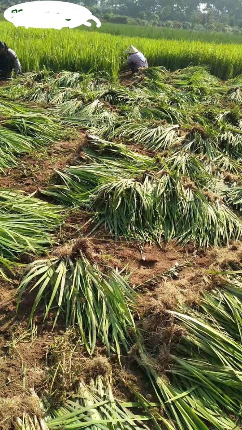 黄菖蒲水生挺水植物黄菖蒲苗黄花鸢尾水培水养花卉地栽池塘湿