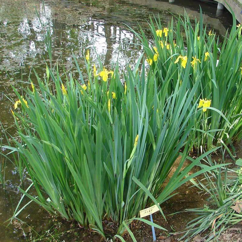 黄菖蒲水生挺水植物黄菖蒲苗黄花鸢尾水培水养花卉地栽池塘湿