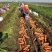 内蒙乌素图胡萝卜！山东青州胡萝卜