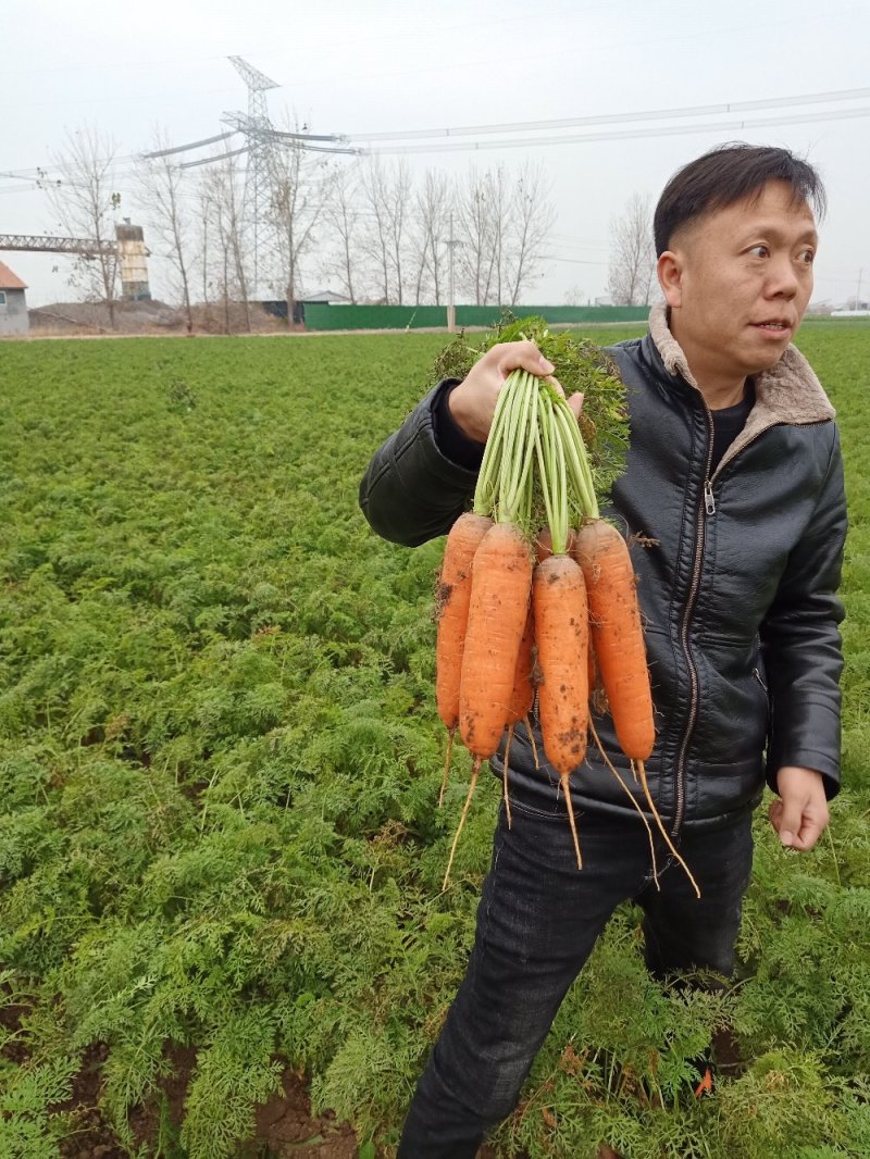 内蒙乌素图胡萝卜！山东青州胡萝卜