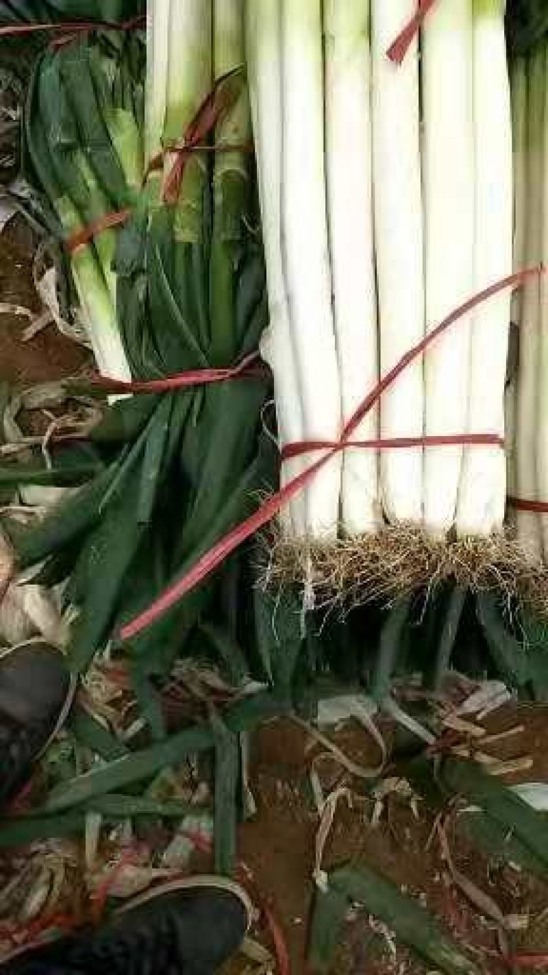 山东临沂市费县铁杆大葱代收代发加工事实说话诚信第一