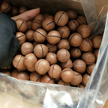 夏威夷大果奶香味特别好吃精河直发