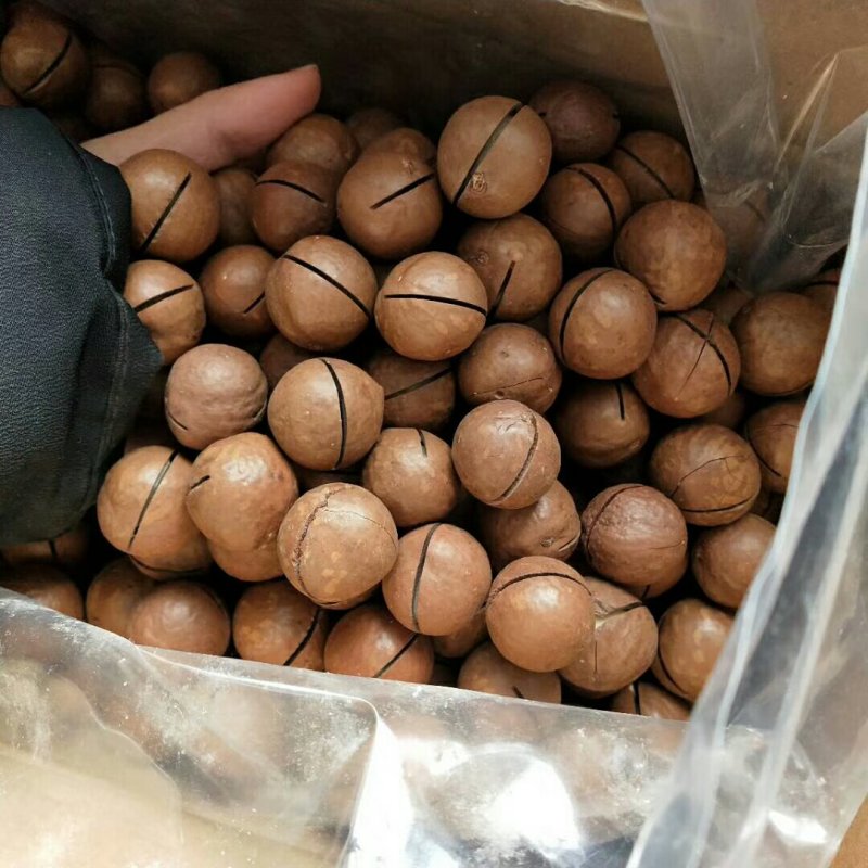 夏威夷大果奶香味特别好吃精河直发