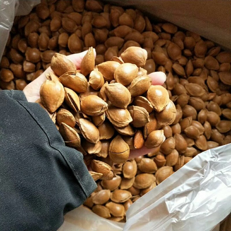 开口杏核壳薄易碎很好吃杏仁