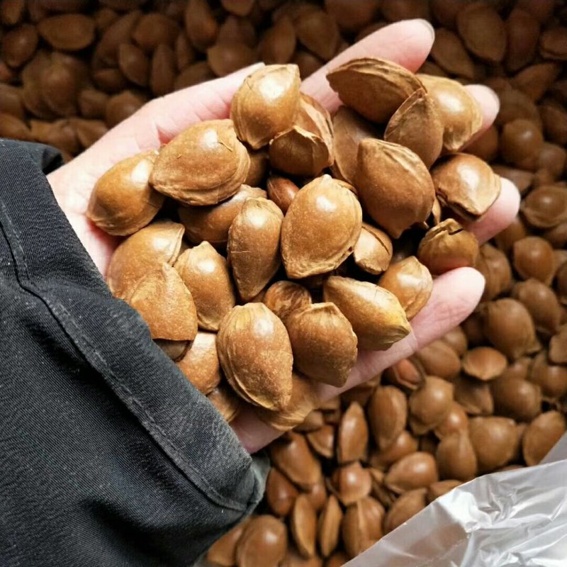 开口杏核壳薄易碎很好吃杏仁