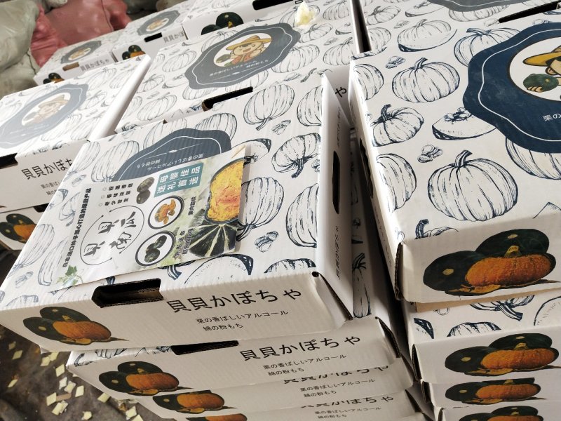 大量上市贝贝南瓜面积大适合电商团购专业代办