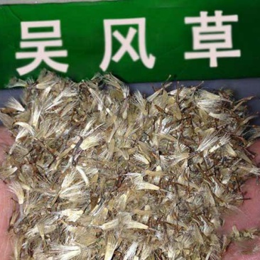 大叶吴风草种子，发芽率达百分之百