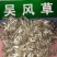 大叶吴风草种子，发芽率达百分之百
