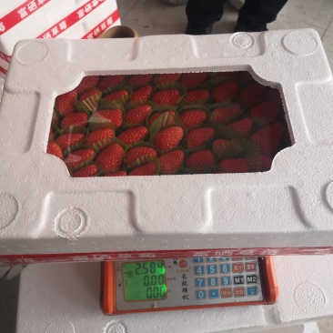草莓泡沫包装系列