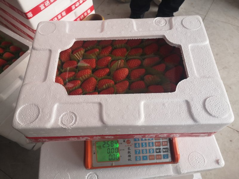 草莓泡沫包装系列