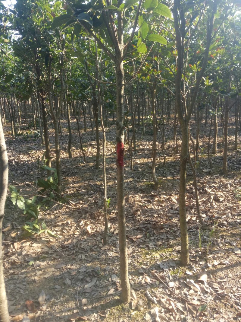 金桂，金桂树苗，2-4公分金桂基地，2-4公分金桂价格