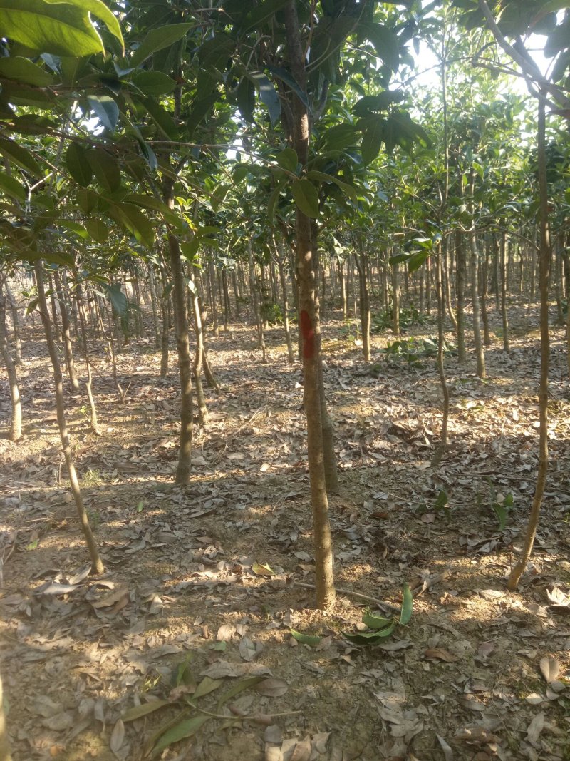 金桂，金桂树苗，2-4公分金桂基地，2-4公分金桂价格