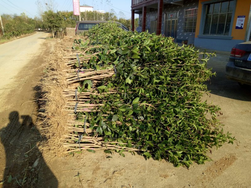 金桂，金桂树苗，2-4公分金桂基地，2-4公分金桂价格
