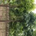 10-25公分大规格楸树价格不高