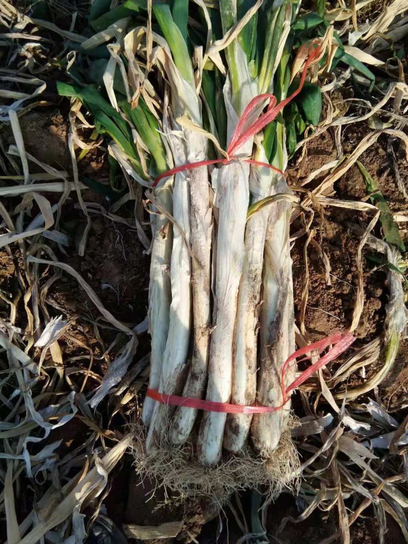 长白钢葱，大量上市中，保证质量欢迎来电咨询