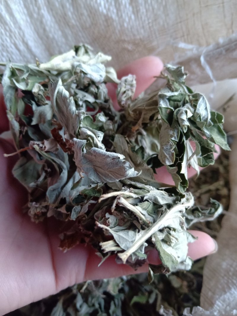 艾叶宝天曼野生优质大白艾叶月子洗护熏屋产地地直发