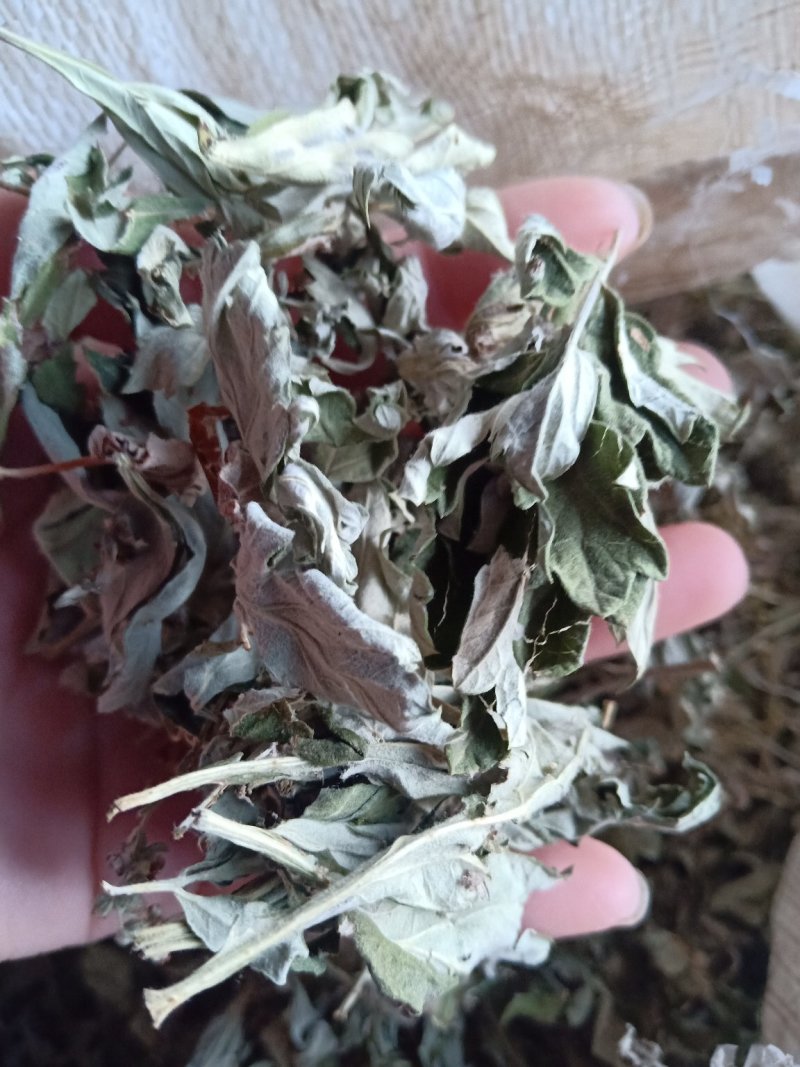 艾叶宝天曼野生优质大白艾叶月子洗护熏屋产地地直发