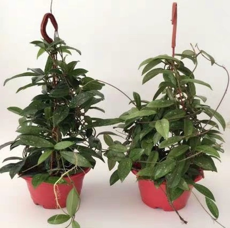 球兰盆栽花苗花园植物多年生木本花卉庭院爬藤花卉藤