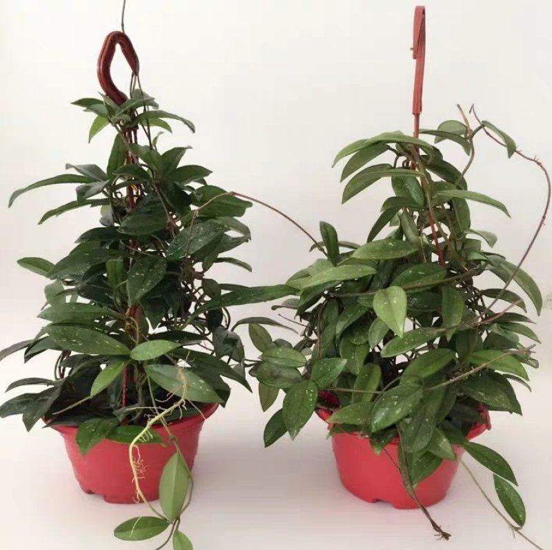 球兰盆栽花苗花园植物多年生木本花卉庭院爬藤花卉藤