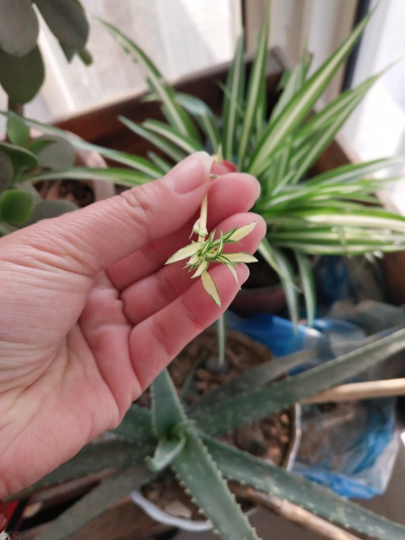 金边吊兰金心吊兰吊篮盆栽水培植物花卉新房净化空气吸甲醛绿