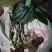 雪里见（半节烂）纯野生