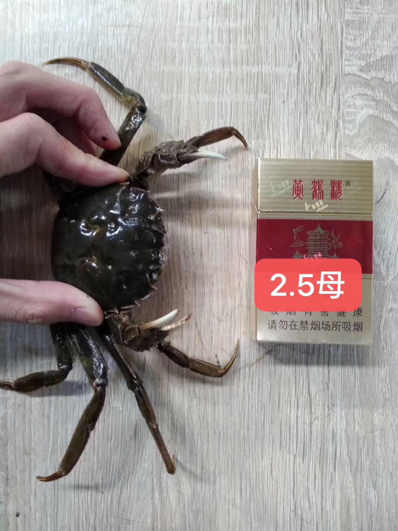 潜江大闸蟹母的各种规格50斤
