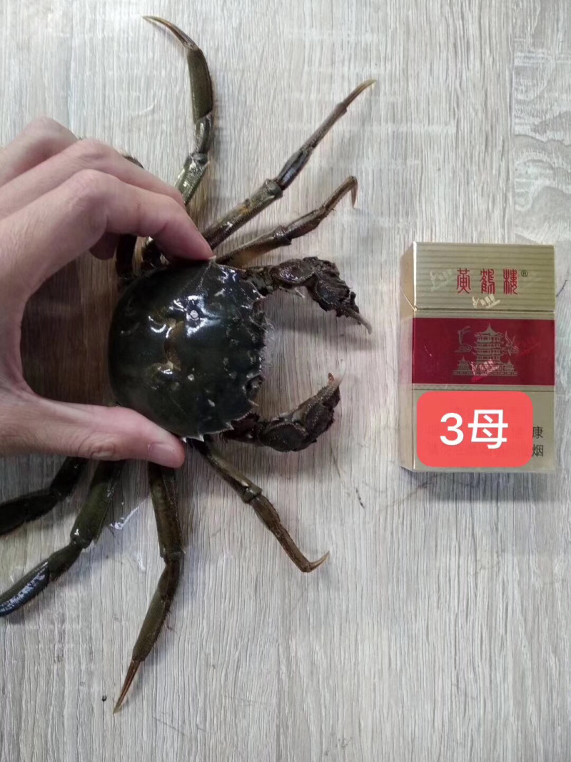 潜江大闸蟹母的各种规格50斤