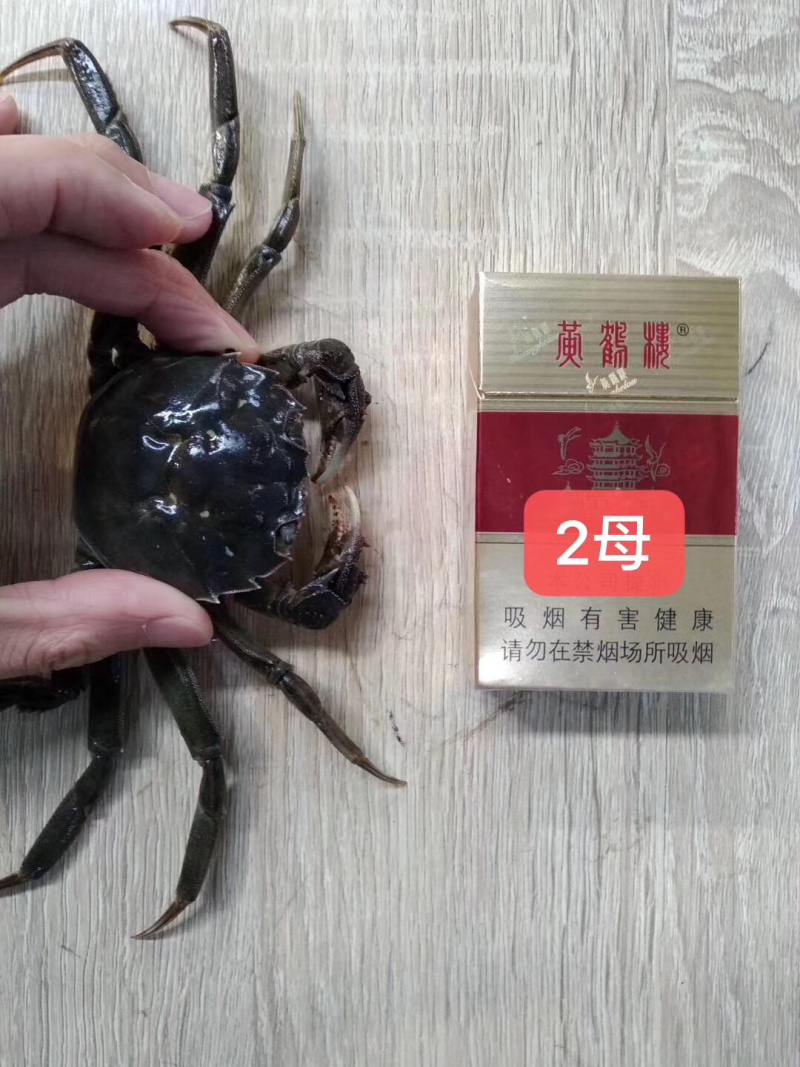 潜江大闸蟹母的各种规格50斤