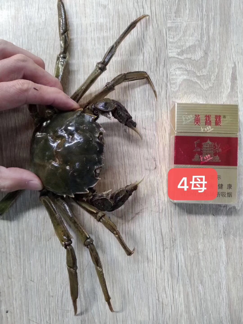 潜江大闸蟹母的各种规格50斤