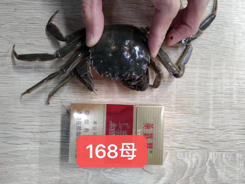 潜江大闸蟹母的各种规格50斤