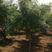 五角枫3-4-5-6公分原生树，植株健壮，成活率高！