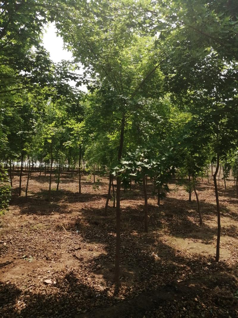 五角枫3-4-5-6公分原生树，植株健壮，成活率高！