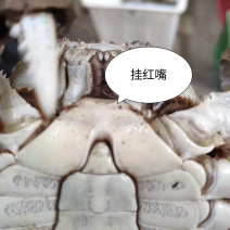 潜江大闸蟹公子各种规格