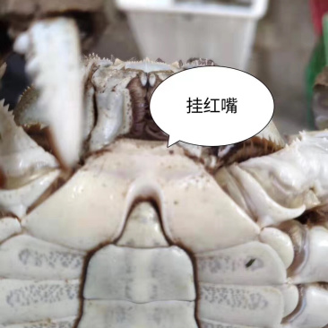 潜江大闸蟹公子各种规格50斤批发
