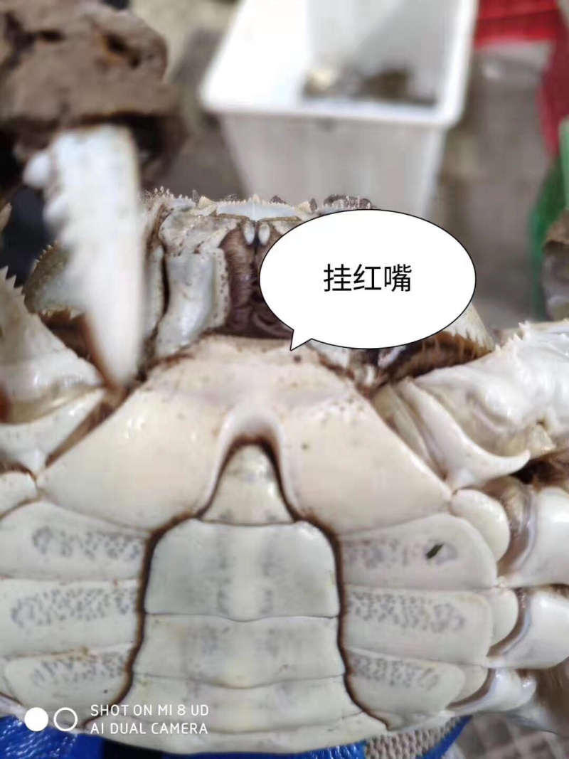 潜江大闸蟹公子各种规格50斤批发