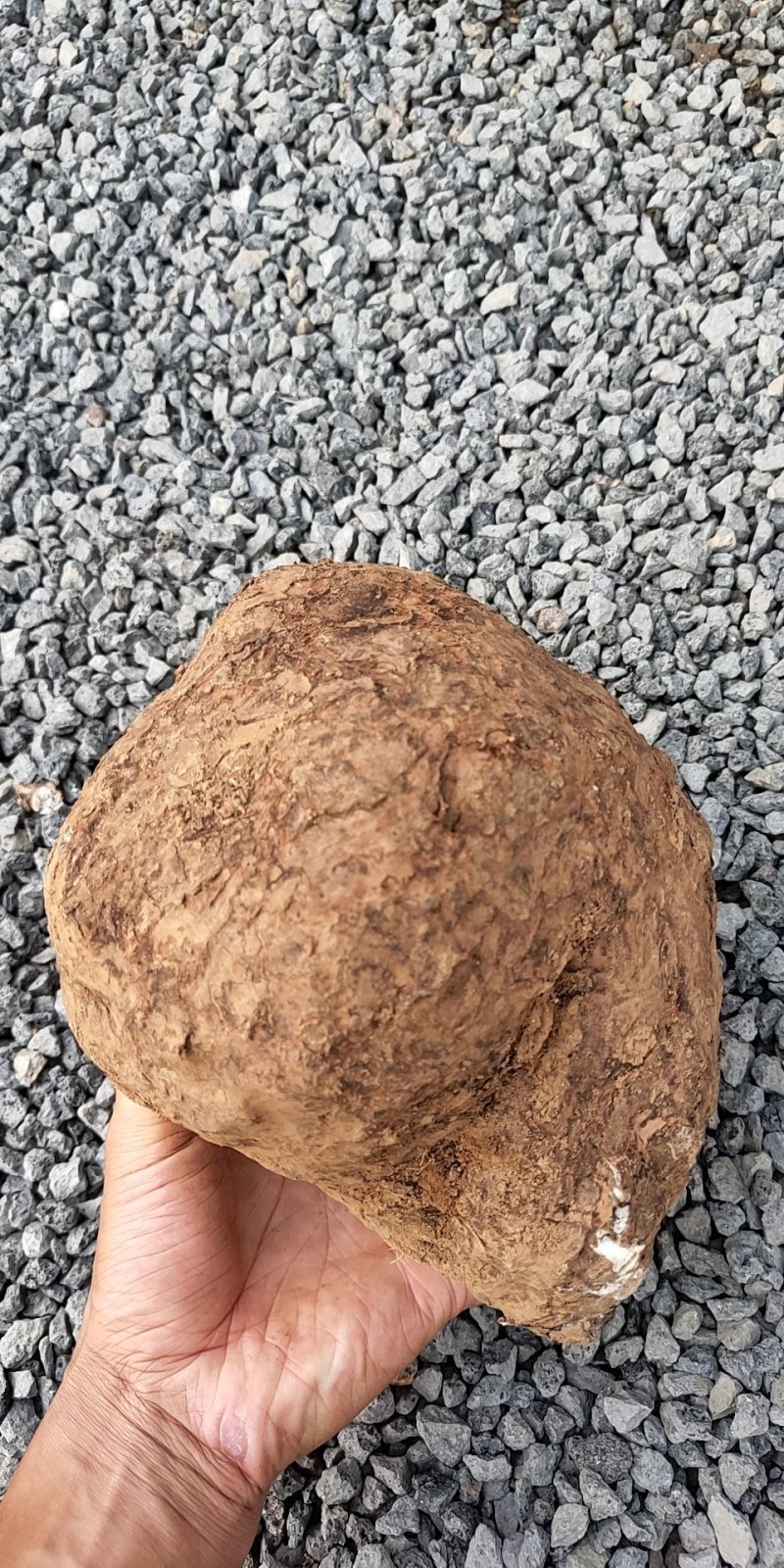 茯苓统丁产地直销，无硫全干货