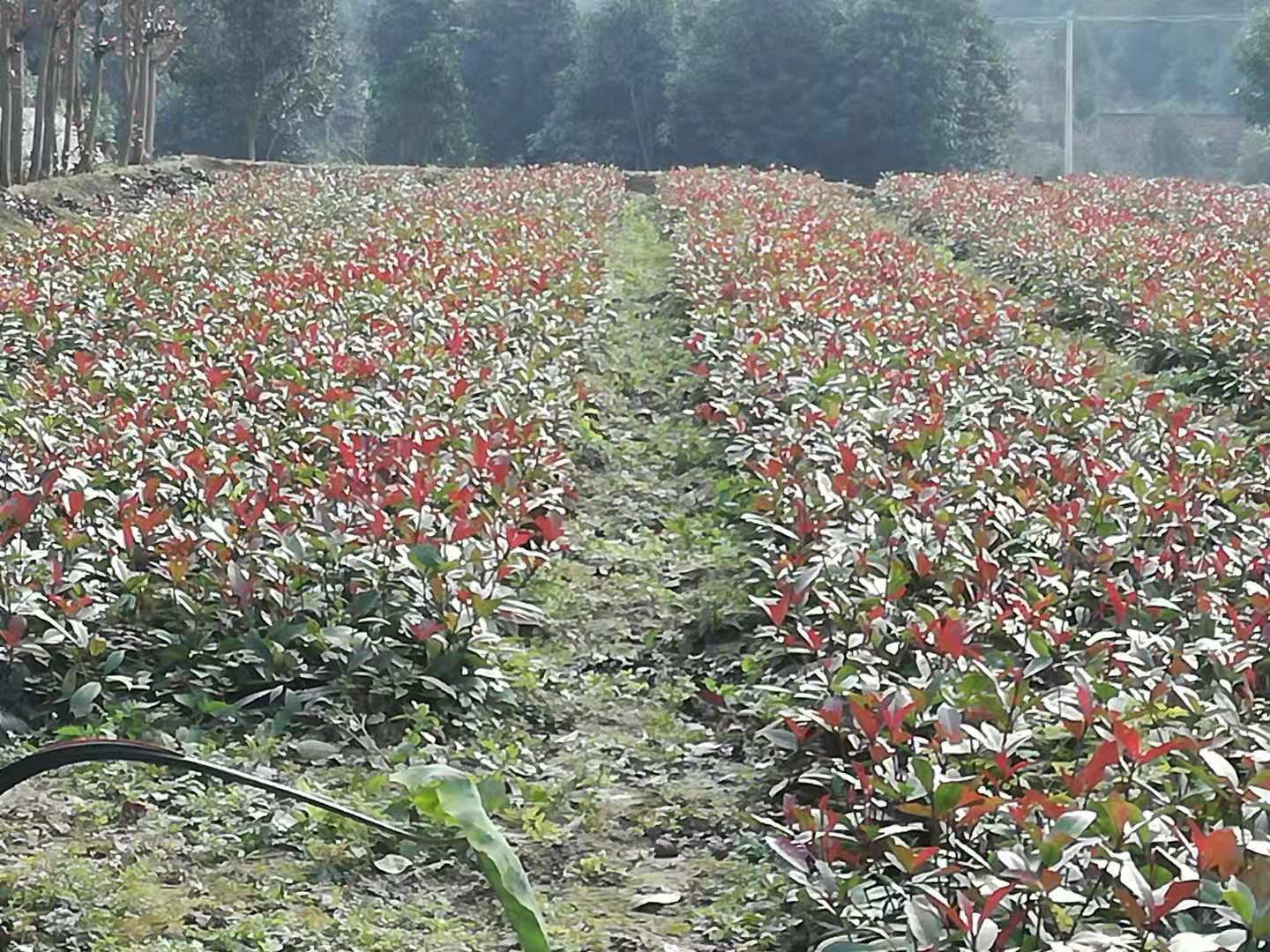 红叶石楠种植基地全景